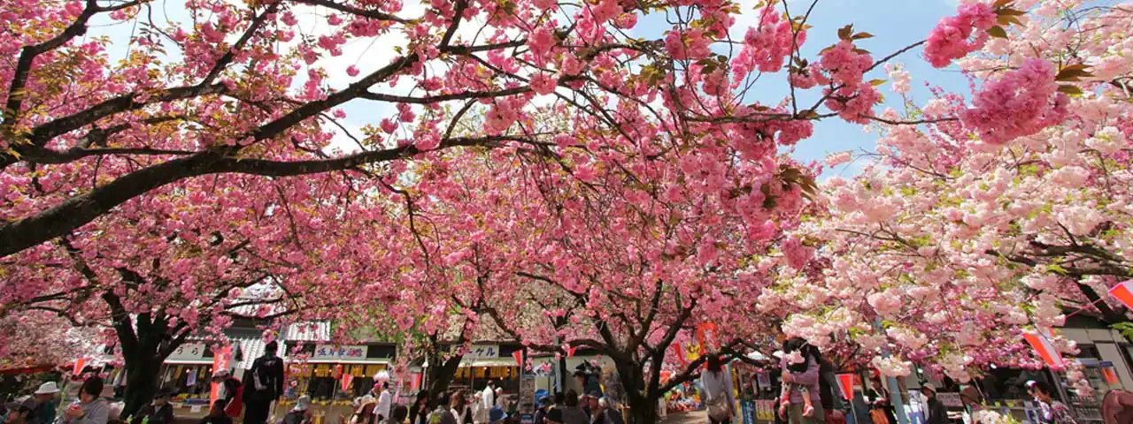 🌸 텐표노오카 공원(덴표노오카 코엔) 이미지 6